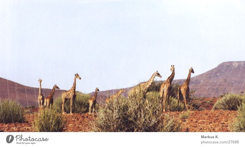 giraffes Africa Long Colossus Red Namibia Giraffe Multiple Neck