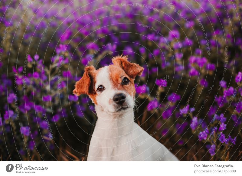 cute dog portrait outdoors in spring.purple background Lifestyle Beautiful Summer Sun Friendship Nature Landscape Plant Animal Sunrise Sunset Spring Flower