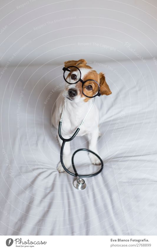 Portrait of a cute doctor dog sitting on bed Lifestyle Healthy Health care Medical treatment Nursing Illness Medication Leisure and hobbies