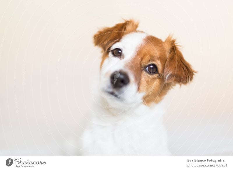 portrait of a cute dog resting on bed. Lifestyle Leisure and hobbies Flat (apartment) House (Residential Structure) Bed Room Animal Pet Dog 1 Observe Looking