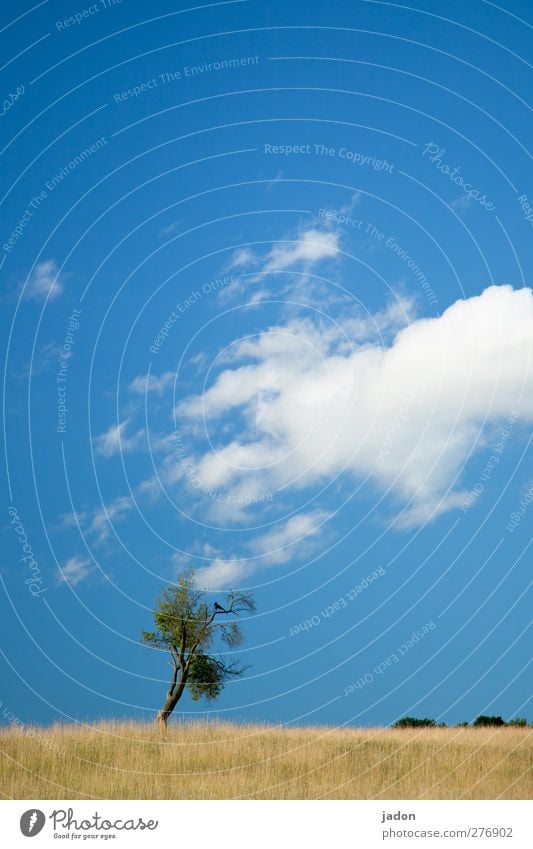 attraction. Hiking Nature Landscape Plant Animal Sky Clouds Beautiful weather Tree Grass Field Steppe Bird 1 Free Infinity Blue Loneliness Eternity Contentment