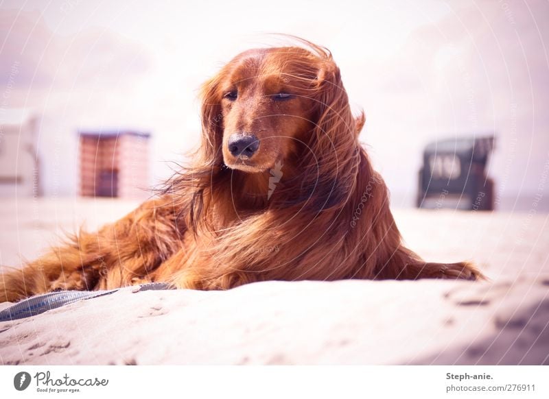 Hello Mr. Felix! Sand Clouds Beautiful weather Coast Beach North Sea Baltic Sea Pet Dog Observe Relaxation To enjoy Communicate Lie Vacation & Travel Elegant