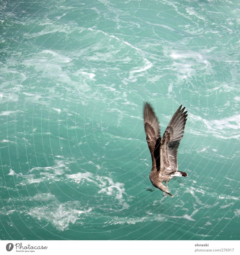 Catch! Elements Ocean Bird Seagull 1 Animal Flying Feeding Green Turquoise Wing Prey Colour photo Exterior shot Copy Space left Copy Space top Animal portrait