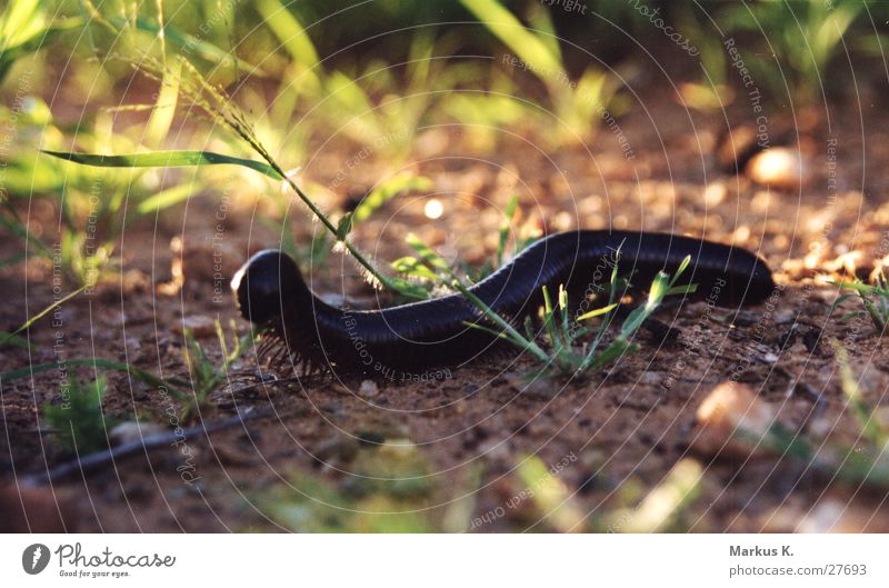 Little Giant Colossus Large Africa Namibia Insect Black Millipede Feet a thousand