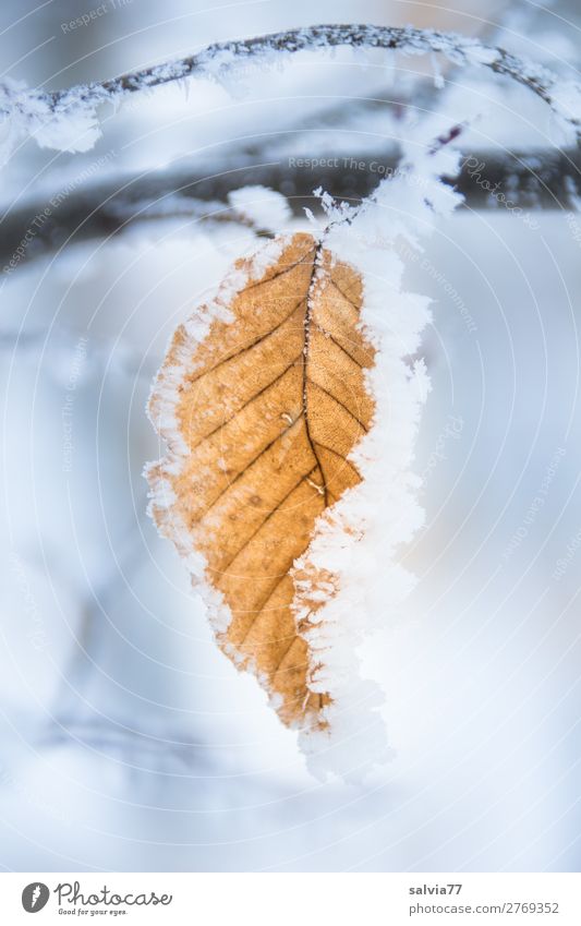 hoar frost Environment Nature Water Winter Climate Weather Ice Frost Snow Plant Leaf Beech leaf Autumnal colours Park Forest Cold Hoar frost Rachis Twig