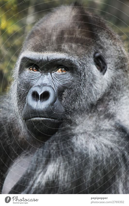 gorilla Animal Wild animal Monkeys Gorilla 1 Observe Threat Zoo Subdued colour Exterior shot Day Animal portrait Looking Looking into the camera Forward