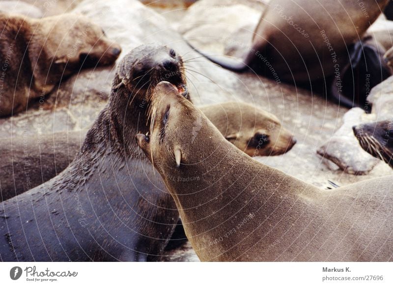 power struggle Seals Seal colony Power struggle Cape fur Seal Threaten Argument dispute over squares Set of teeth Bite Fight