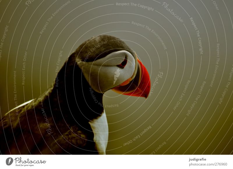 Iceland Nature Wild animal Bird Puffin Sit Wait Natural Cute Colour photo Exterior shot Animal portrait Half-profile