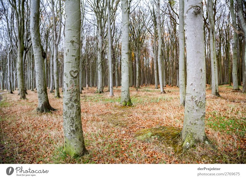 Ghost forest in Nienhagen XII Central perspective Contrast Light Day Copy Space middle Copy Space bottom Copy Space left Copy Space right Copy Space top