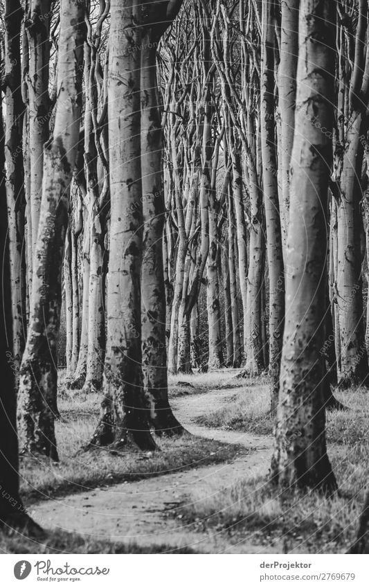 Ghost forest Nienhagen at the Baltic Sea Vacation & Travel Tourism Trip Adventure Freedom Hiking Environment Nature Landscape Plant Animal Winter Tree Forest