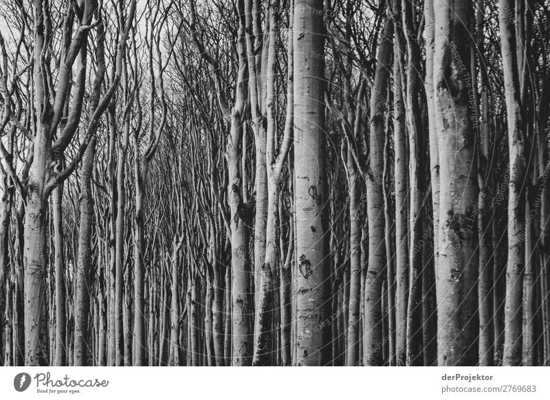 Ghost forest in Nienhagen IX Central perspective Contrast Light Day Copy Space middle Copy Space bottom Copy Space left Copy Space right Copy Space top Deserted