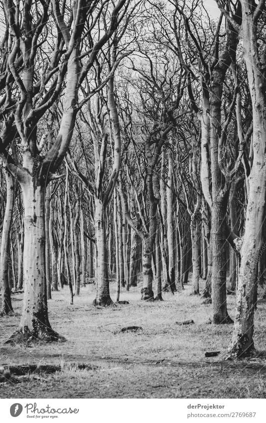 Ghost forest in Nienhagen VI Central perspective Contrast Light Day Copy Space middle Copy Space bottom Copy Space left Copy Space right Copy Space top Deserted