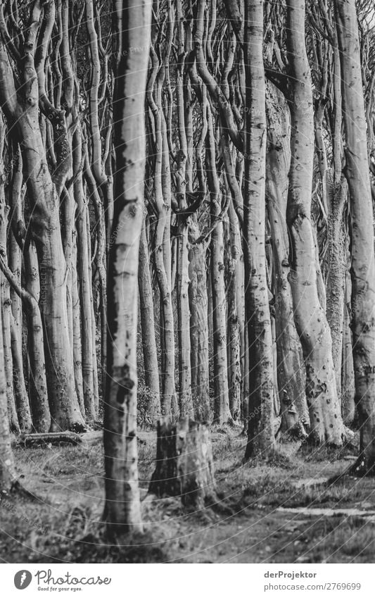 Ghost forest Nienhagen at the Baltic Sea Vacation & Travel Tourism Trip Adventure Far-off places Freedom Beach Ocean Hiking Environment Nature Landscape Plant