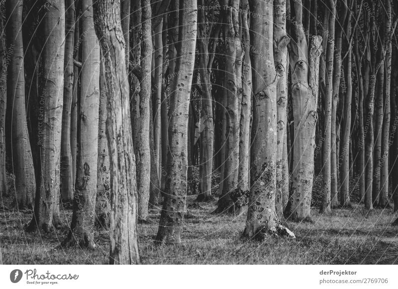 Ghost forest in Nienhagen III Central perspective Contrast Light Day Copy Space middle Copy Space bottom Copy Space left Copy Space right Copy Space top