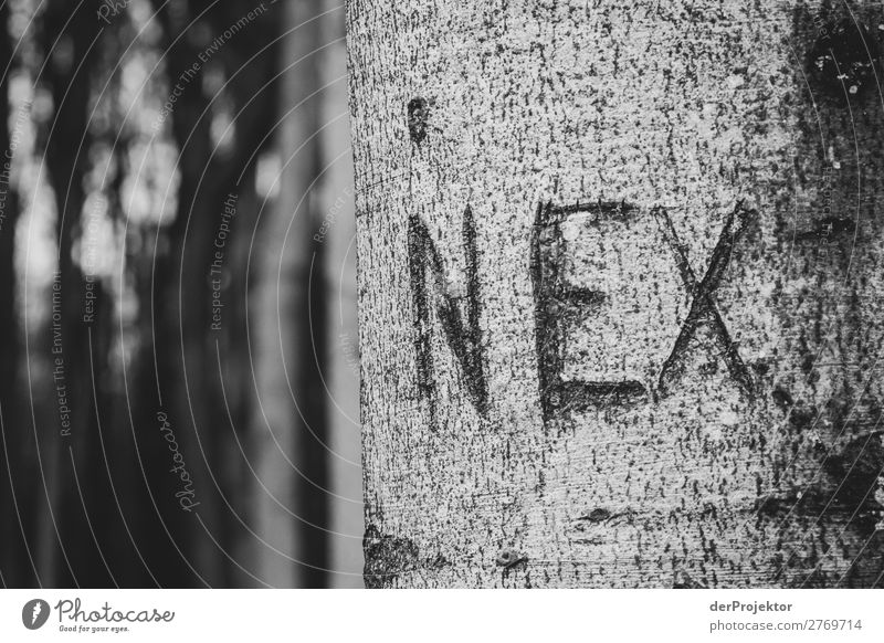 Ghost forest in Nienhagen X Central perspective Contrast Light Day Copy Space middle Copy Space bottom Copy Space left Copy Space right Copy Space top Deserted