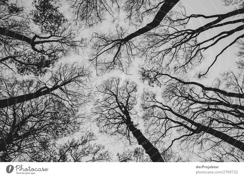 Ghost forest in Nienhagen XI Central perspective Contrast Light Day Copy Space middle Copy Space bottom Copy Space left Copy Space right Copy Space top Deserted