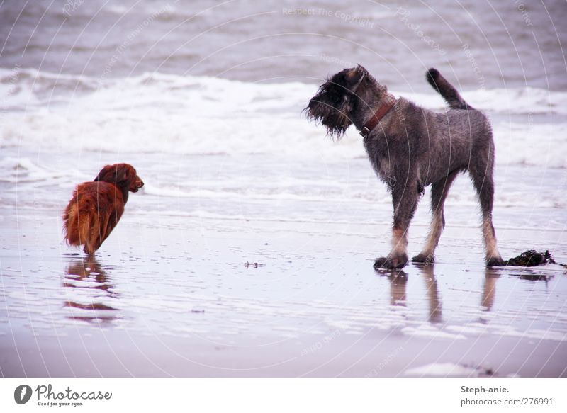 Felix and Paul Sand Water Waves Coast Beach Ocean Dog 2 Animal Observe Walking Running Swimming & Bathing Stand Free Wet Life Experience Watchdog Romp