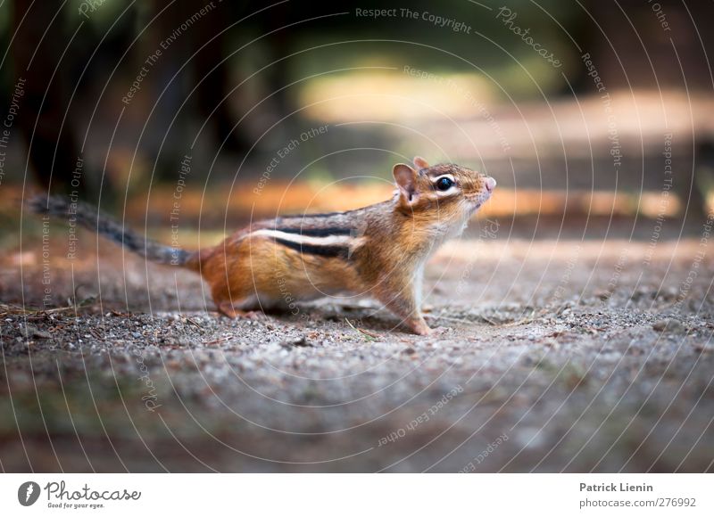 My Friend Chippy Environment Nature Animal Earth Forest Wild animal 1 To feed Looking Esthetic Beautiful Expectation Freedom Joy Concern Ground squirrel USA