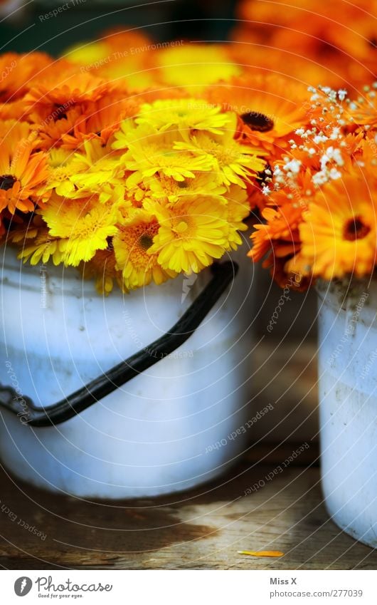 Marigolds per bucket Plant Spring Summer Flower Blossom Blossoming Fragrance Yellow Bouquet Bucket Florist Flower shop Tub Orange Colour photo Multicoloured