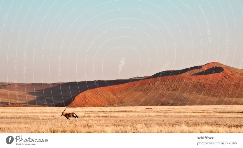 Dekoratirves Rummrennen in front of red dune I Nature Landscape Animal Wild animal 1 Running Red Desert Steppe Dune Beach dune Grass Grassland Freedom