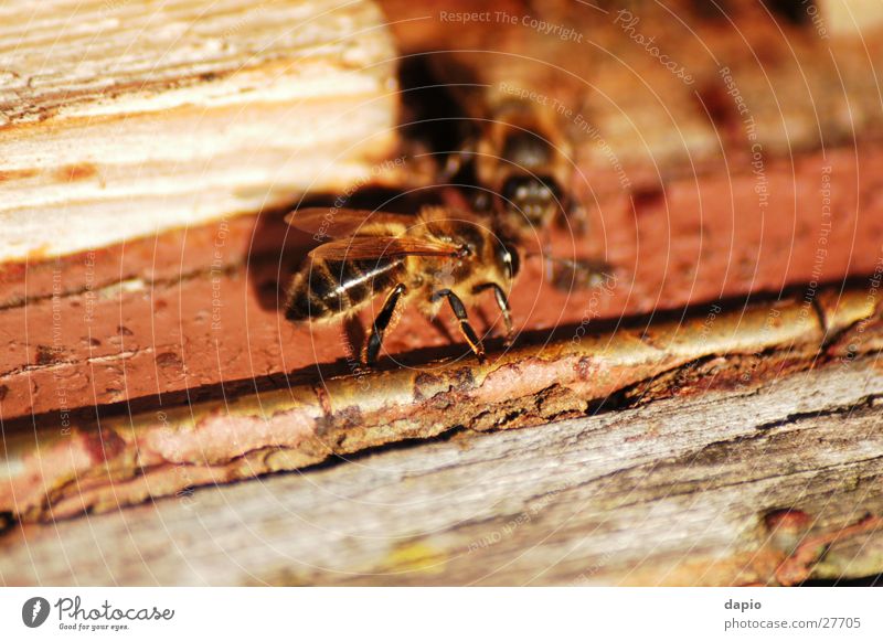 Chating Bees Beehive Working man Detail beekeeping