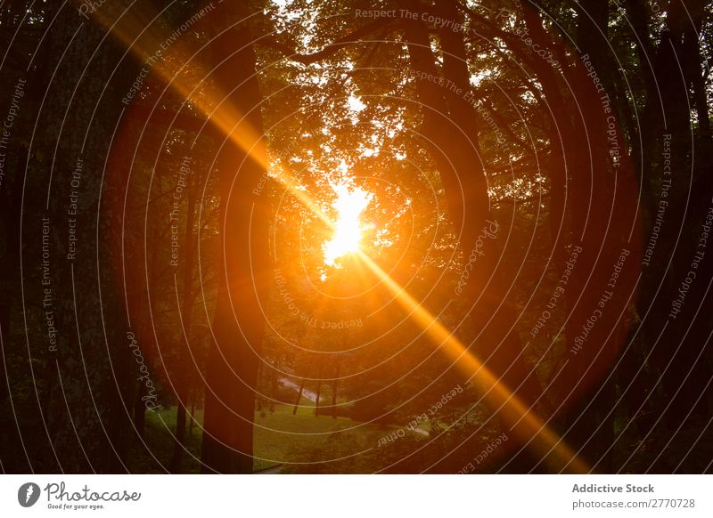 Bright sunlight in trees Forest Sunlight Sunset Tree Landscape Multicoloured Sunbeam Summer Park Light Nature shining Natural Scene shine Background picture