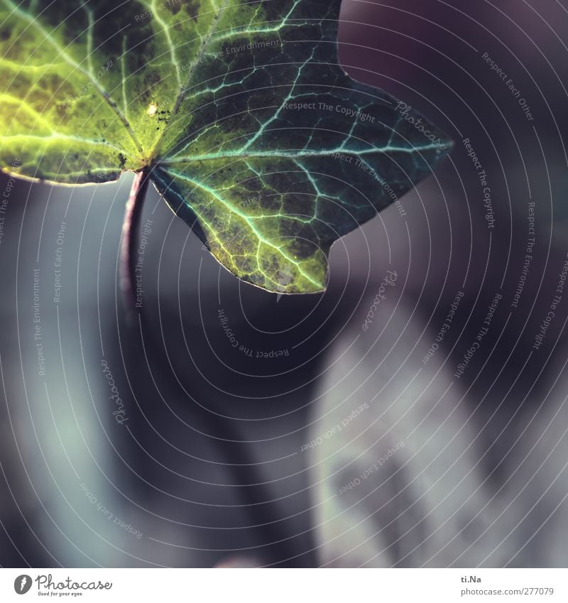 wintergreen Autumn Ivy Leaf Foliage plant Garden Growth Blue Gray Green Exterior shot Close-up Macro (Extreme close-up) Copy Space bottom Shallow depth of field