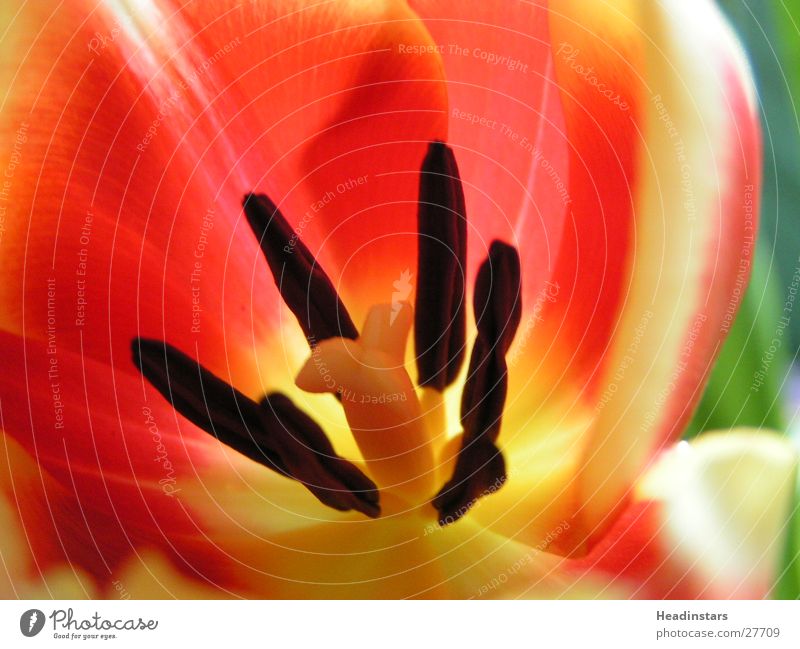 Macro of a tulip Macro (Extreme close-up) Tulip Flower color