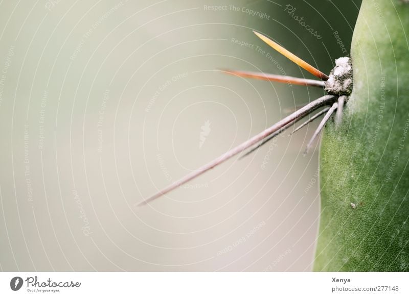 trick Plant Cactus Aggression Threat Exotic Thorny Green Dangerous Point Protective Defensive Sting Detail Deserted Copy Space left Day Shallow depth of field