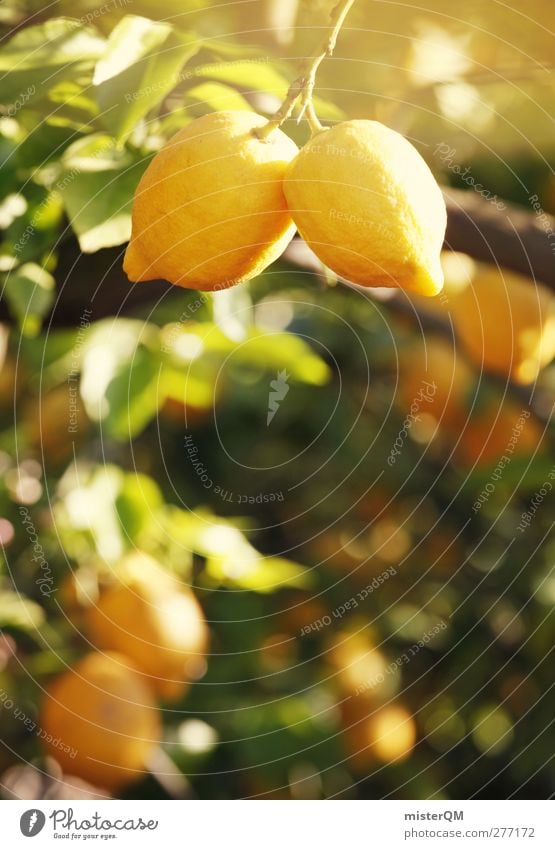 Orange Garden XIII Art Esthetic Lemon Lemon juice Lemon yellow Lemon tree Lemon peel Lemon leaf Yellow Plantation Extend Breed Vitamin Vitamin C Colour photo