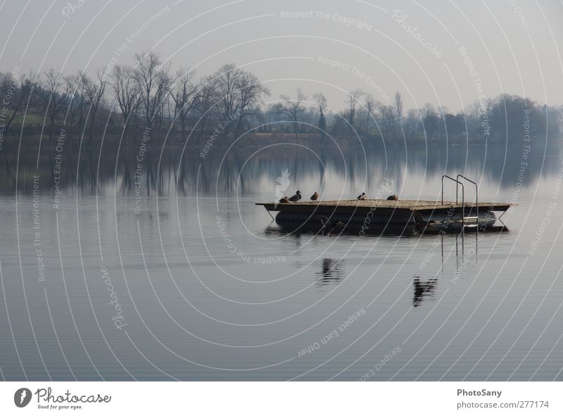 Flying silence Nature Water Winter Lake Baldeggersee Wild animal Bird Group of animals Far-off places Contentment Subdued colour Exterior shot Deserted Evening