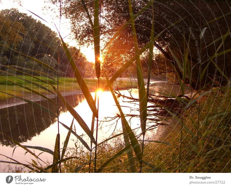 old Rhine sun Backwater Sunset Wörth am Rhein Rhein meadows Rhineland-Palatinate Old Rhine Water gold ground Maximilian sow heat wave dry season