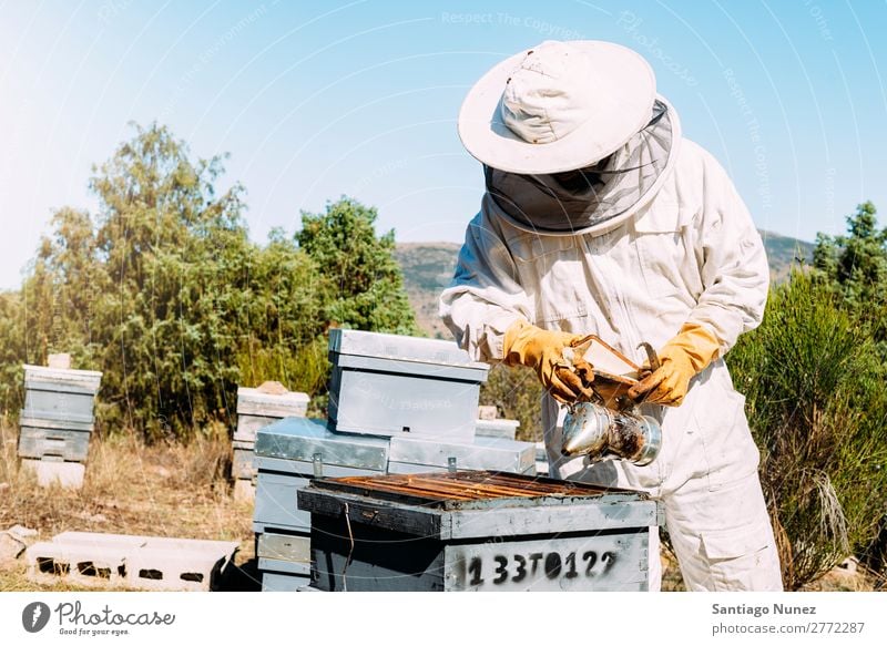 Beekeeper working collect honey. Bee-keeper Honeycomb Bee-keeping Apiary Beehive Farm Nature Honey bee Man beeswax Collect Agriculture homegrown Keeper