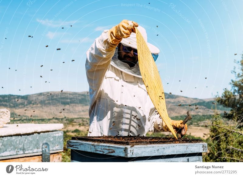 Beekeeper working collect honey. Bee-keeper Honeycomb Bee-keeping Apiary Beehive Farm Nature Honey bee Man beeswax Collect Agriculture homegrown Keeper