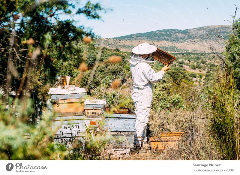 Beekeeper working collect honey. Bee-keeper Honeycomb Bee-keeping Apiary Beehive Farm Nature Honey bee Man beeswax Collect Agriculture homegrown Keeper