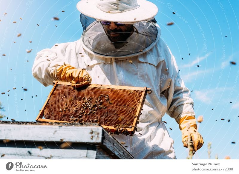 Beekeeper working collect honey. Bee-keeper Honeycomb Bee-keeping Apiary Beehive Farm Nature Honey bee Man beeswax Collect Agriculture homegrown Keeper