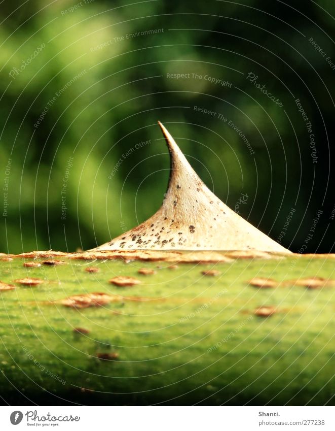 Watch out for a shark! Nature Plant Rose Wild plant Shark Fin Point Brown Green Calm Dangerous Power Colour photo Exterior shot Close-up