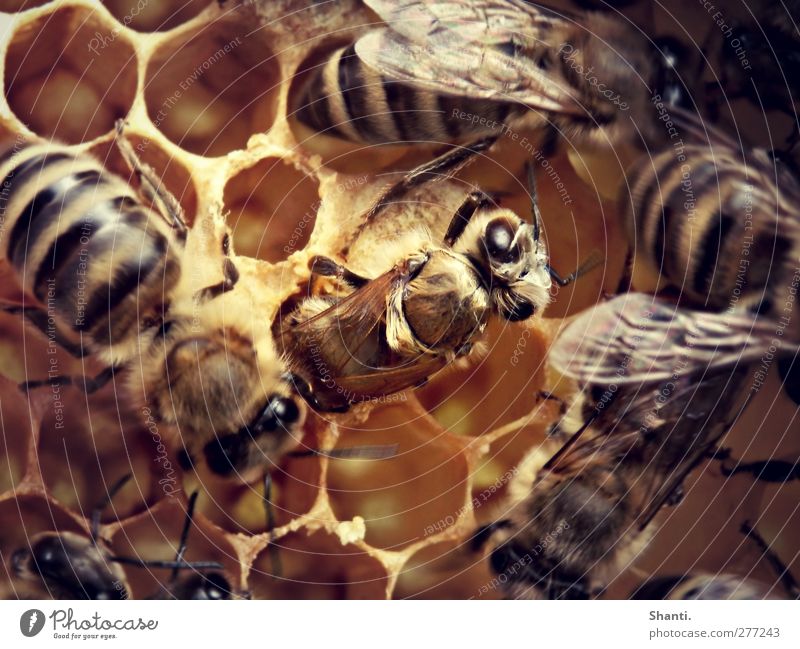 bee initiation Honey-comb Animal Farm animal Wild animal Bee Animal face Wing Pelt 1 Flock Baby animal Movement Discover Crawl Authentic Fresh Near Wet New