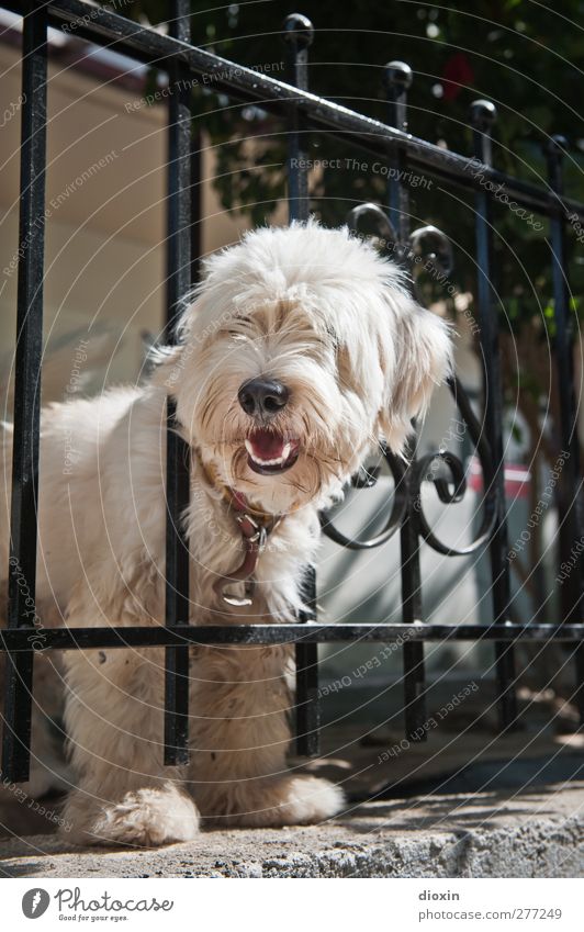 Cretan Chaindog Fence Animal Pet Dog 1 Cuddly Watchdog Testing & Control Protection Looking Colour photo Exterior shot Deserted Copy Space top Day