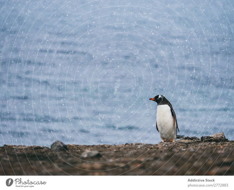 Penguin near the sea Coast Ocean Animal Wild Sunlight Nature Water Vacation & Travel marine Pebble Beach wildlife Bird Natural Cold coastal national Wilderness