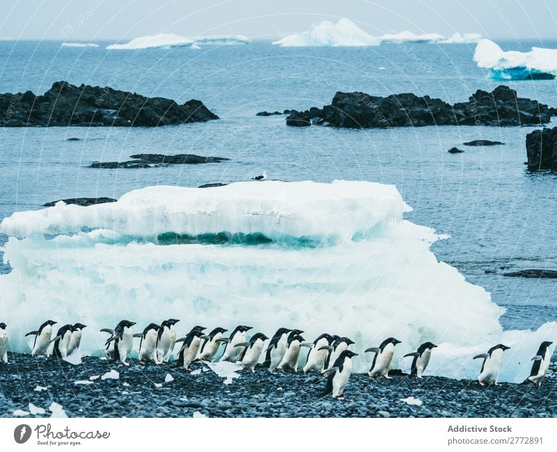 Flock of penguins walking on snow Penguin Coast Snow polar Winter North Nature wildlife Cold Ocean Group Beauty Photography Climate Natural Wild Water