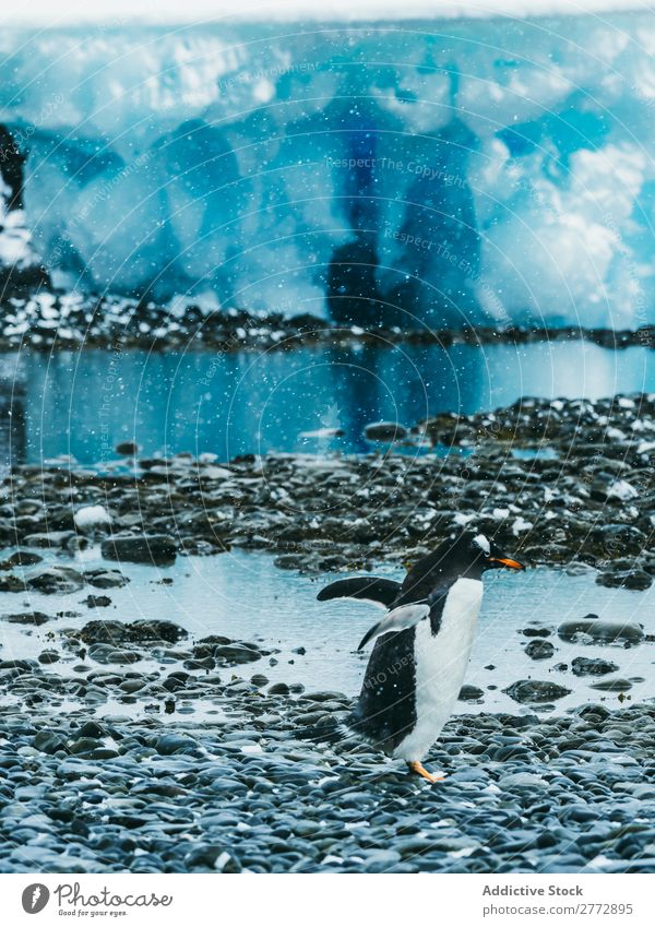 Penguin on background of sea Coast Ocean Animal Wild Sunlight Nature Water Vacation & Travel marine Pebble Beach wildlife Bird Natural Cold coastal national