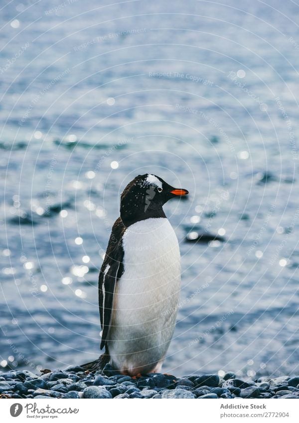 Penguin on background of sea Coast Ocean Animal Wild Sunlight Nature Water Vacation & Travel marine Pebble Beach wildlife Bird Natural Cold coastal national