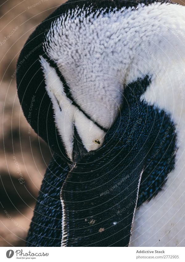 Flock of penguins on beach Penguin Coast wildlife Beach Feather Cleaning Ocean Landscape coastal Wild Sunlight Nature Water Vacation & Travel marine tranquil