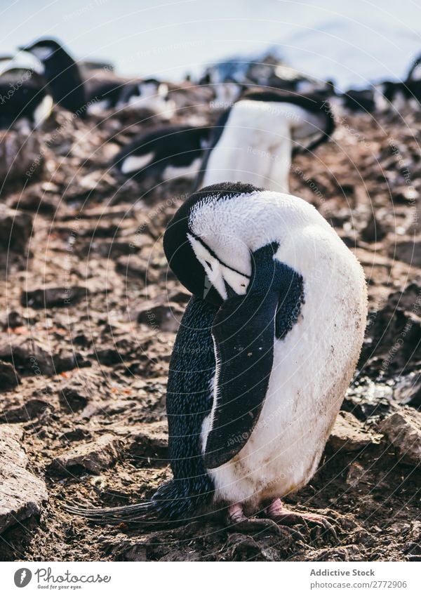 Flock of penguins on beach Penguin Coast wildlife Beach Feather Cleaning Ocean Landscape coastal Wild Sunlight Nature Water Vacation & Travel marine tranquil