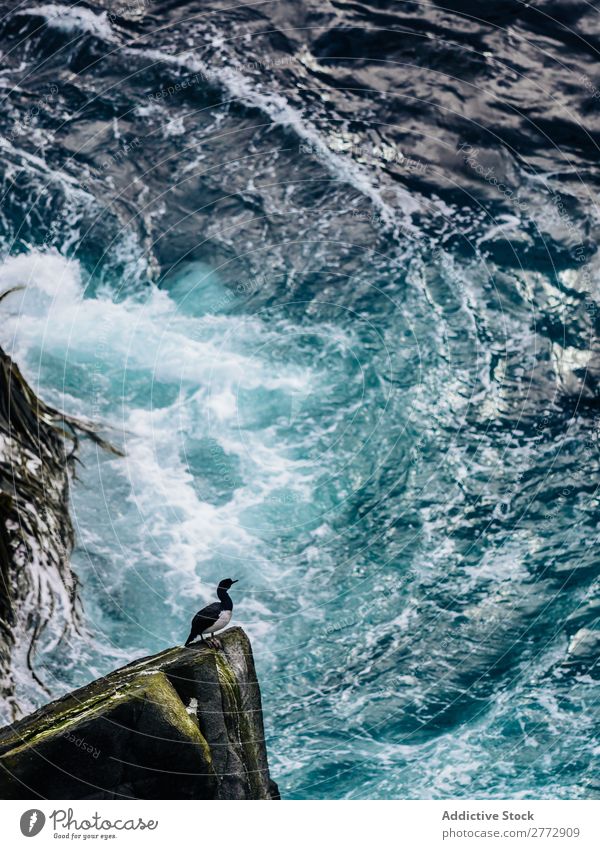 Seabird on rock in rough sea Ocean Sea bird Rough Storm Rock Dramatic Dark wildlife Waves storming Bird Fresh Ripple Environment Speed Surface Power Wild Energy