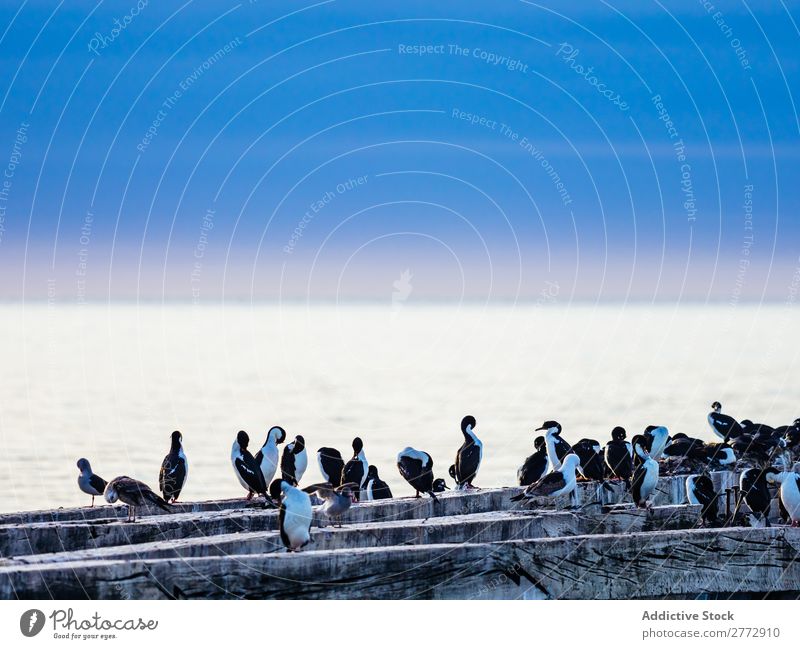 Birds on wooden nest Flock seabirds Nest-building wildlife gathering Destination Coast Nature crowd Ocean Landscape Group Water Population Tourism Sunset