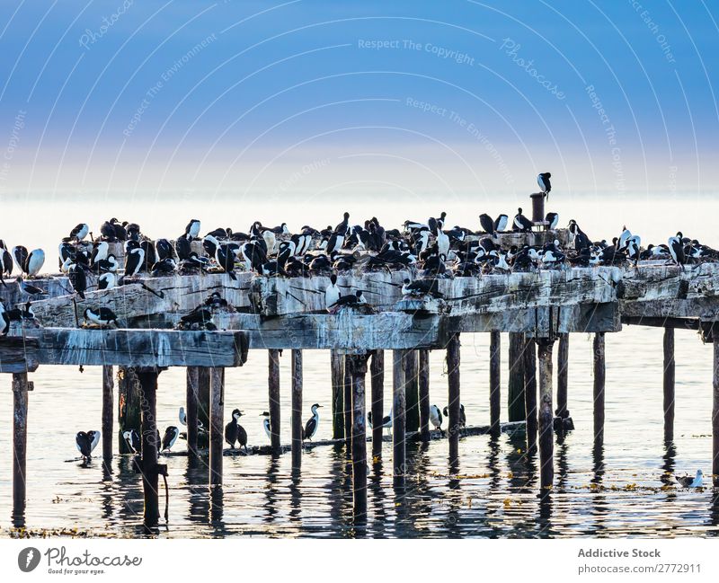 Birds on wooden nest Flock seabirds Nest-building wildlife gathering Destination Coast Nature crowd Ocean Landscape Group Water Population Tourism Sunset