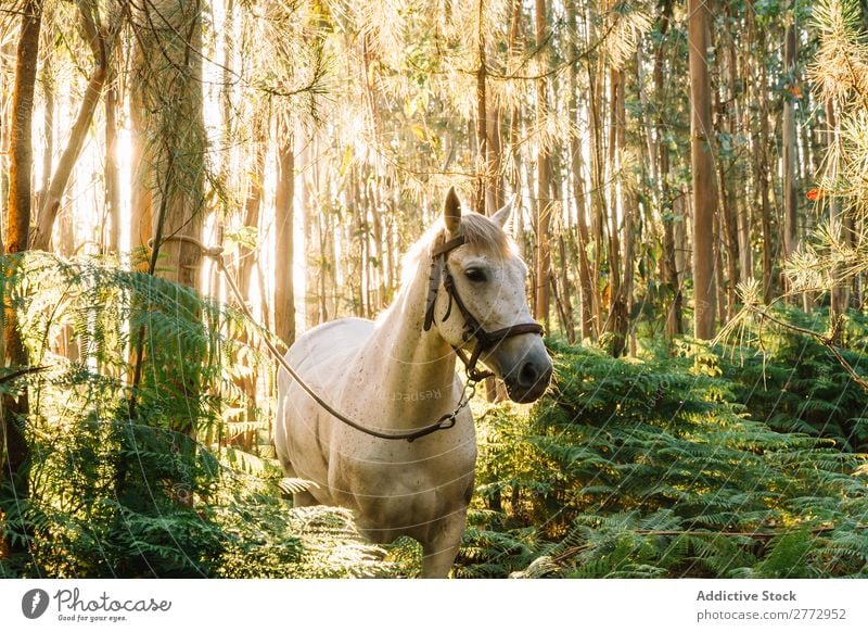 Tethered horse in woods Horse Forest Sunset tether White Nature Beautiful Animal Landscape Green Summer stallion Rural Beauty Photography equine Pasture Meadow