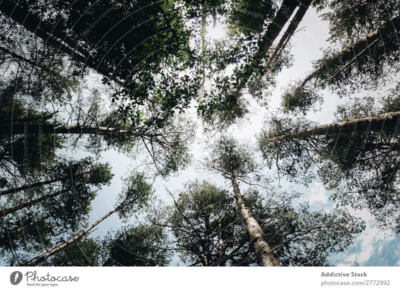 Tree tops seen from below Sky Forest Treetop Exterior shot Looking up Height from the ground bottom view Perspective linear Leaf Tree trunk trunck